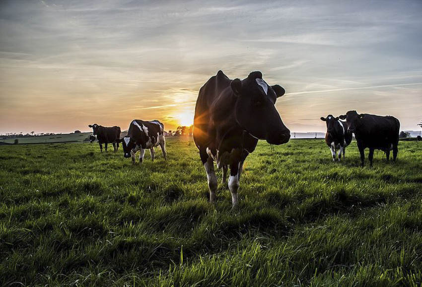 Csökkentse a borjak megbetegedésének kockázatát az Ecolab tisztító- és fertőtlenítő szereivel!