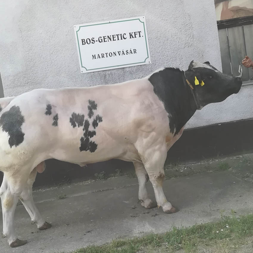 FEHÉR-KÉK BELGA ÉS WAGYU TENYÉSZTÉS