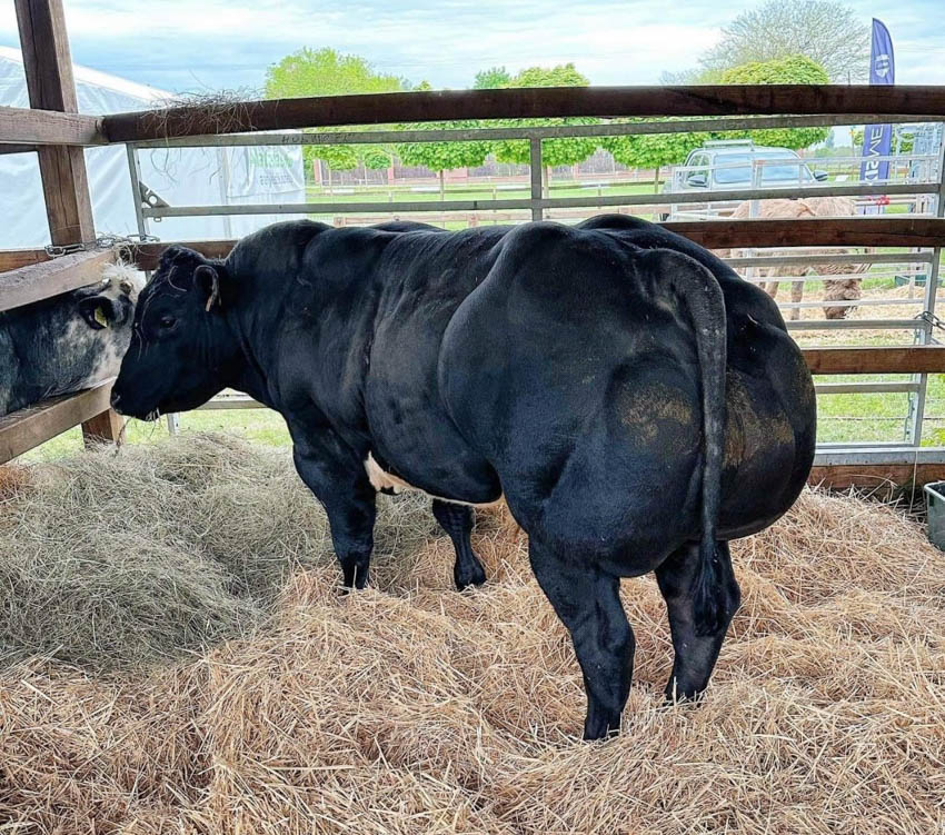FEHÉR-KÉK BELGA ÉS WAGYU TENYÉSZTÉS
