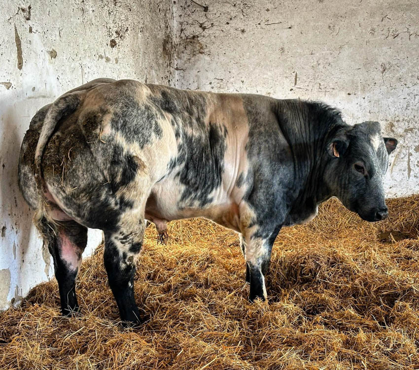 FEHÉR-KÉK BELGA ÉS WAGYU TENYÉSZTÉS
