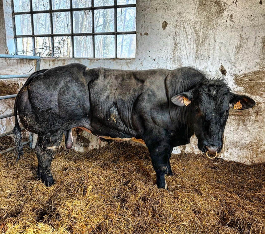 FEHÉR-KÉK BELGA ÉS WAGYU TENYÉSZTÉS