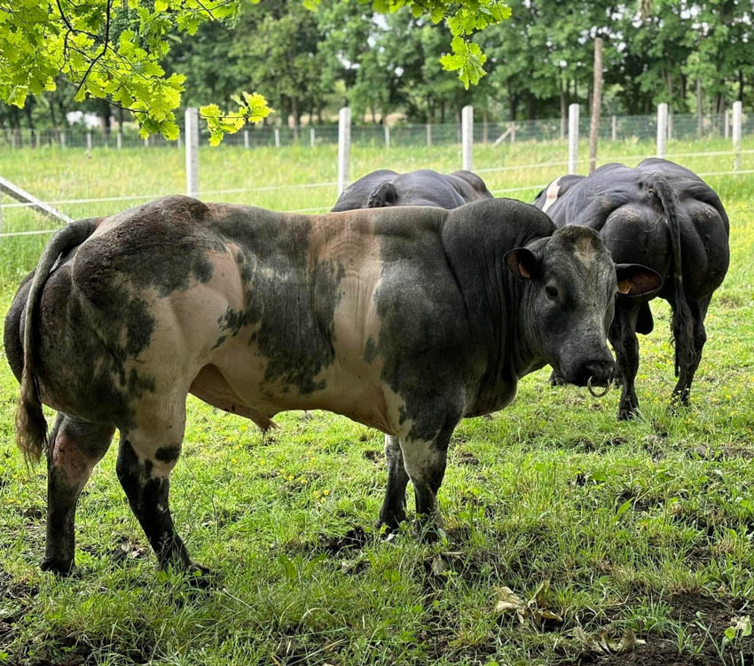 FEHÉR-KÉK BELGA ÉS WAGYU TENYÉSZTÉS