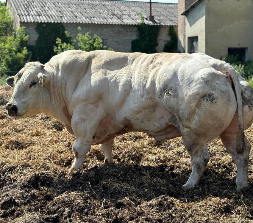 FEHÉR-KÉK BELGA ÉS WAGYU TENYÉSZTÉS