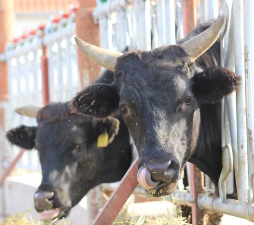 FEHÉR-KÉK BELGA ÉS WAGYU TENYÉSZTÉS