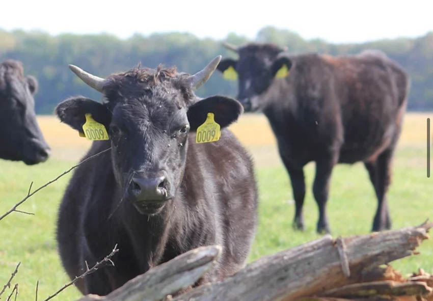 FEHÉR-KÉK BELGA ÉS WAGYU TENYÉSZTÉS