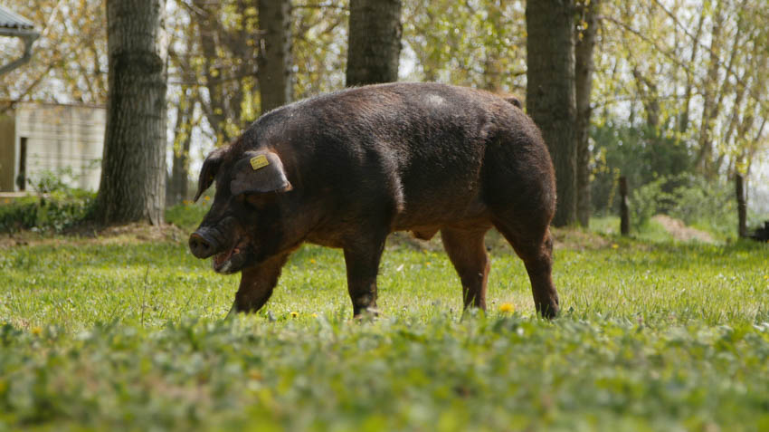 kocasüldő, kansüldő, süldő, sertés, disznó, kan, koca, nagyfehér, lapály, duroc, 
						  hampshire, pietrain, tenyészállat, tenyészkan,
						  tenyészkoca, állattenyésztés - Magyar Fajtatiszta Sertést Tenyésztők Egyesülete