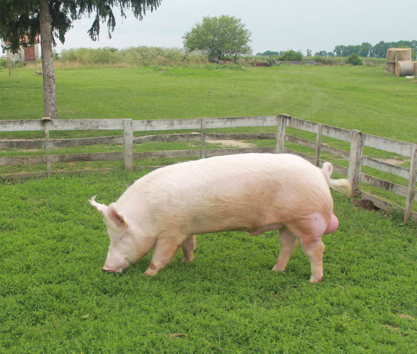 kocasüldő, kansüldő, süldő, sertés, disznó, kan, koca, nagyfehér, lapály, duroc, 
						  hampshire, pietrain, tenyészállat, tenyészkan,
						  tenyészkoca, állattenyésztés - Magyar Fajtatiszta Sertést Tenyésztők Egyesülete