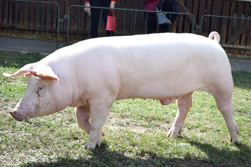 kocasüldő, kansüldő, süldő, sertés, disznó, kan, koca, nagyfehér, lapály, duroc, 
						  hampshire, pietrain, tenyészállat, tenyészkan,
						  tenyészkoca, állattenyésztés - Magyar Fajtatiszta Sertést Tenyésztők Egyesülete