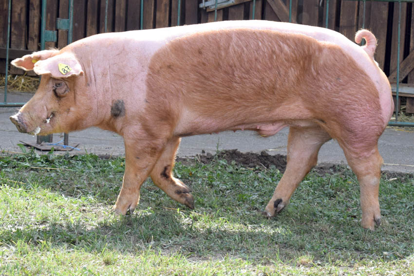 kocasüldő, kansüldő, süldő, sertés, disznó, kan, koca, nagyfehér, lapály, duroc, 
						  hampshire, pietrain, tenyészállat, tenyészkan,
						  tenyészkoca, állattenyésztés - Magyar Fajtatiszta Sertést Tenyésztők Egyesülete