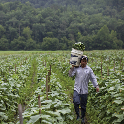 Lehetővé válik a külföldi idénymunkások foglalkoztatása a mezőgazdaságban