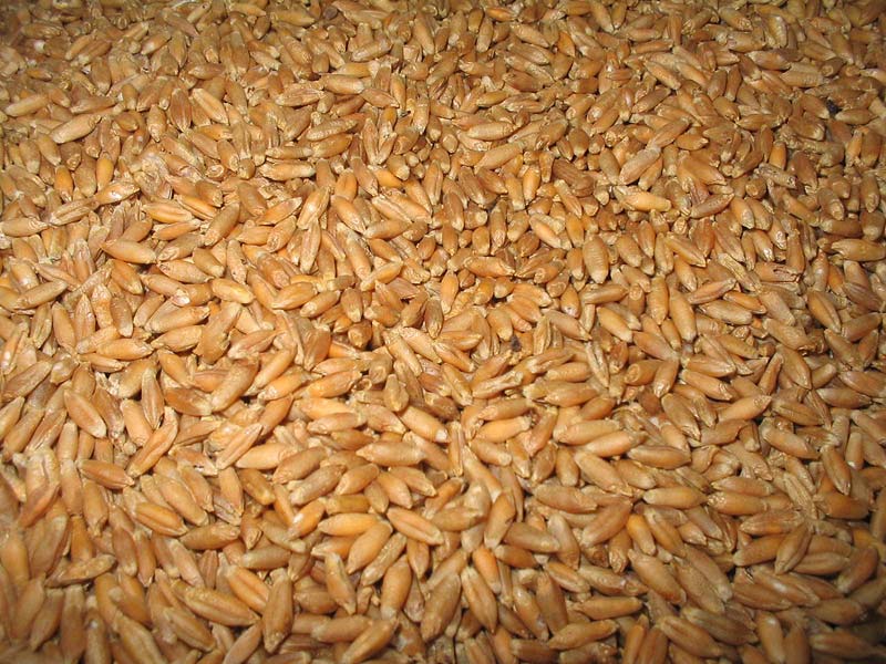 VETŐMAG, ROZS, TRITIKÁLÉ, LUCERNA, Kruppa-Mag Kft.