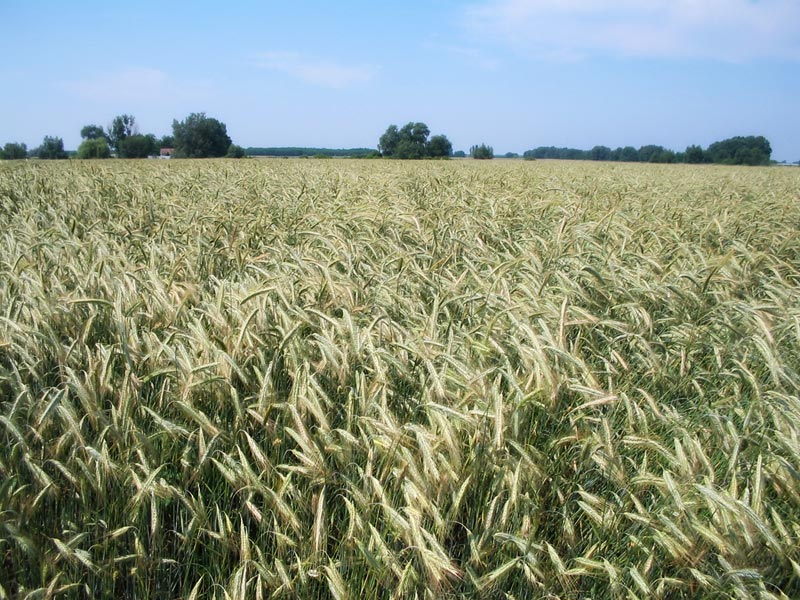 VETŐMAG, ROZS, TRITIKÁLÉ, LUCERNA, Kruppa-Mag Kft.