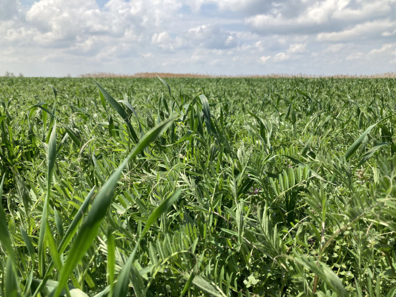 VETŐMAG, ROZS, TRITIKÁLÉ, LUCERNA, Kruppa-Mag Kft.