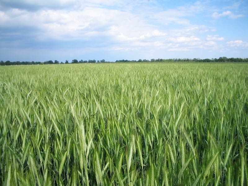 VETŐMAG, ROZS, TRITIKÁLÉ, LUCERNA, Kruppa-Mag Kft.