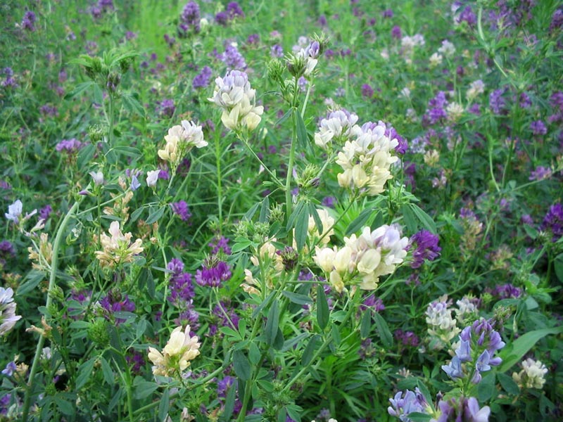 VETŐMAG, ROZS, TRITIKÁLÉ, LUCERNA, Kruppa-Mag Kft.