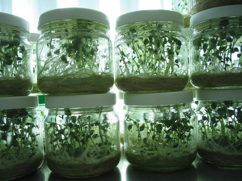 VETŐMAG, ROZS, TRITIKÁLÉ, LUCERNA, Kruppa-Mag Kft.