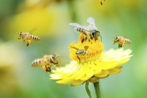 Méhkenyér, Gyógygomba őrlemények, Méhpempő és méhkenyér; 9x6