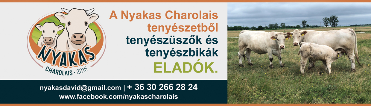 A Nyakas Charolais tenyészetből, tenyészüszők és tenyészbikák eladók.