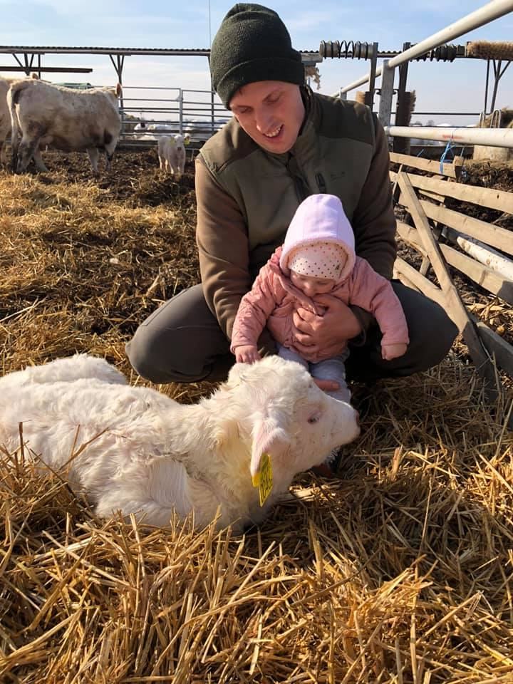 A Nyakas Charolais tenyészetből, tenyészüszők és tenyészbikák eladók.