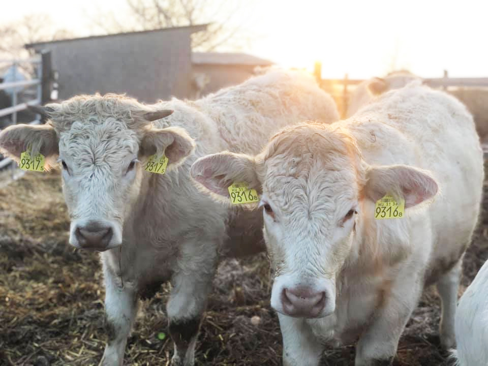 A Nyakas Charolais tenyészetből, tenyészüszők és tenyészbikák eladók.