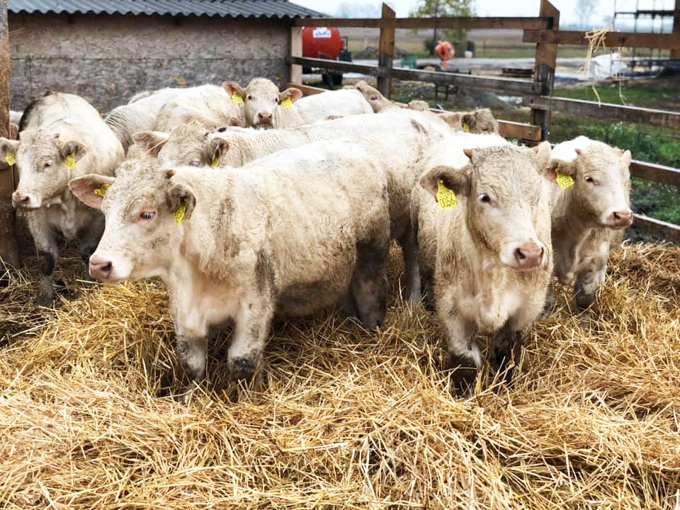 A Nyakas Charolais tenyészetből, tenyészüszők és tenyészbikák eladók.