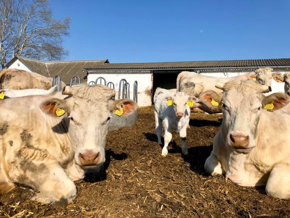 A Nyakas Charolais tenyészetből, tenyészüszők és tenyészbikák eladók.