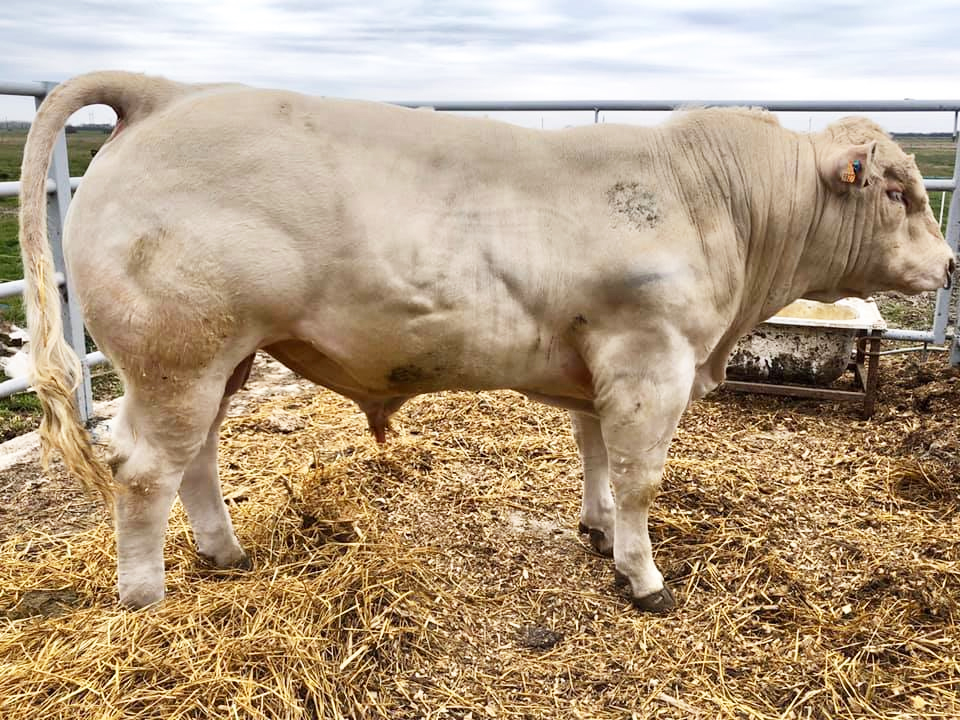 A Nyakas Charolais tenyészetből, tenyészüszők és tenyészbikák eladók.