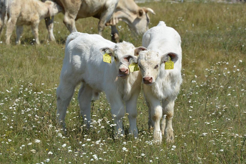 A Nyakas Charolais tenyészetből, tenyészüszők és tenyészbikák eladók.