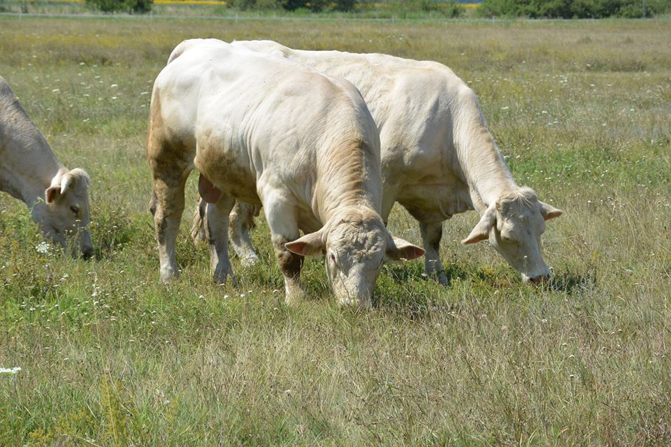 A Nyakas Charolais tenyészetből, tenyészüszők és tenyészbikák eladók.