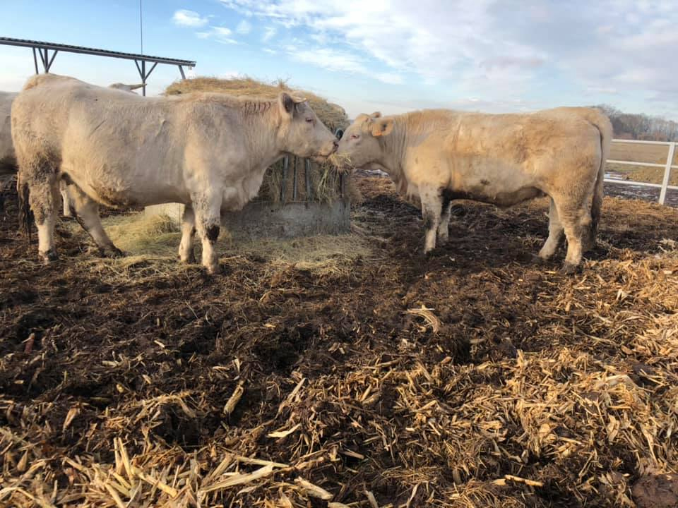 A Nyakas Charolais tenyészetből, tenyészüszők és tenyészbikák eladók.