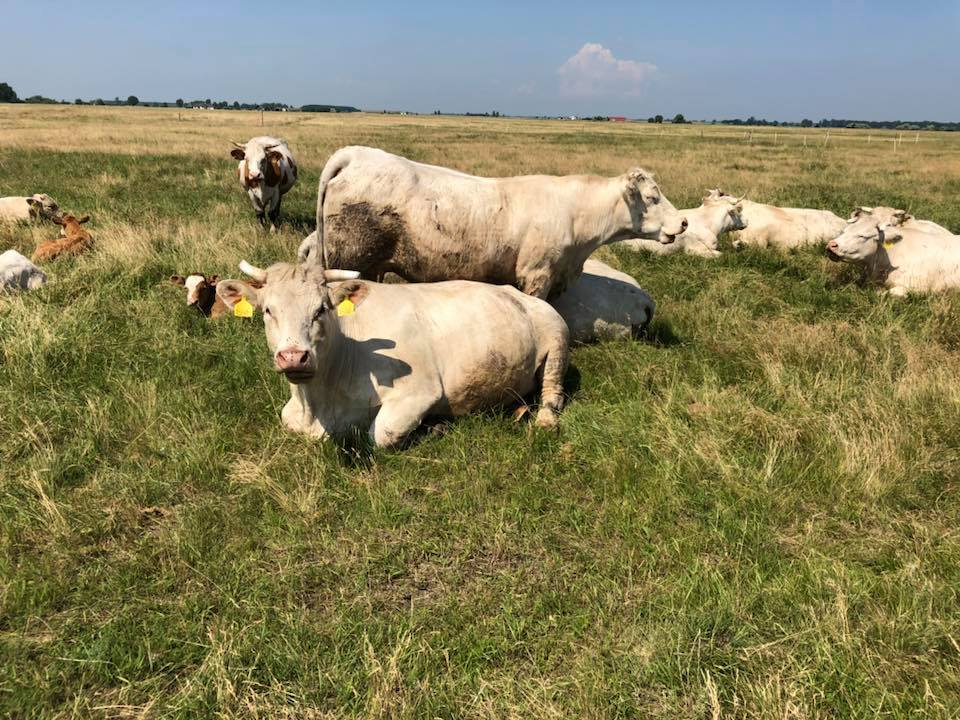 A Nyakas Charolais tenyészetből, tenyészüszők és tenyészbikák eladók.