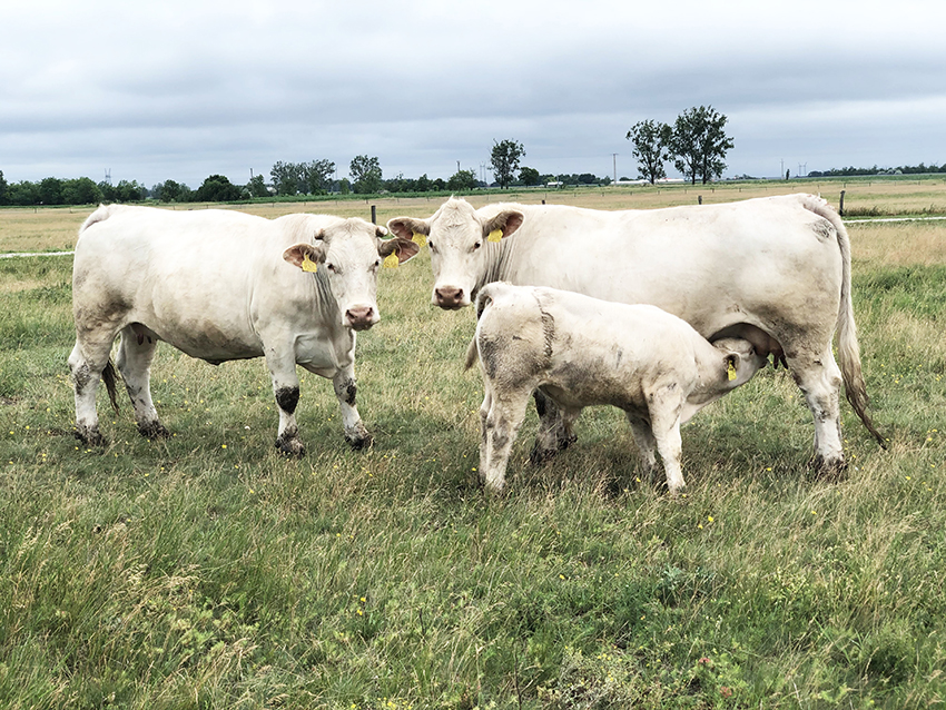 A Nyakas Charolais tenyészetből, tenyészüszők és tenyészbikák eladók.