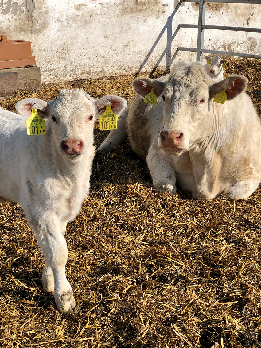 A Nyakas Charolais tenyészetből, tenyészüszők és tenyészbikák eladók.