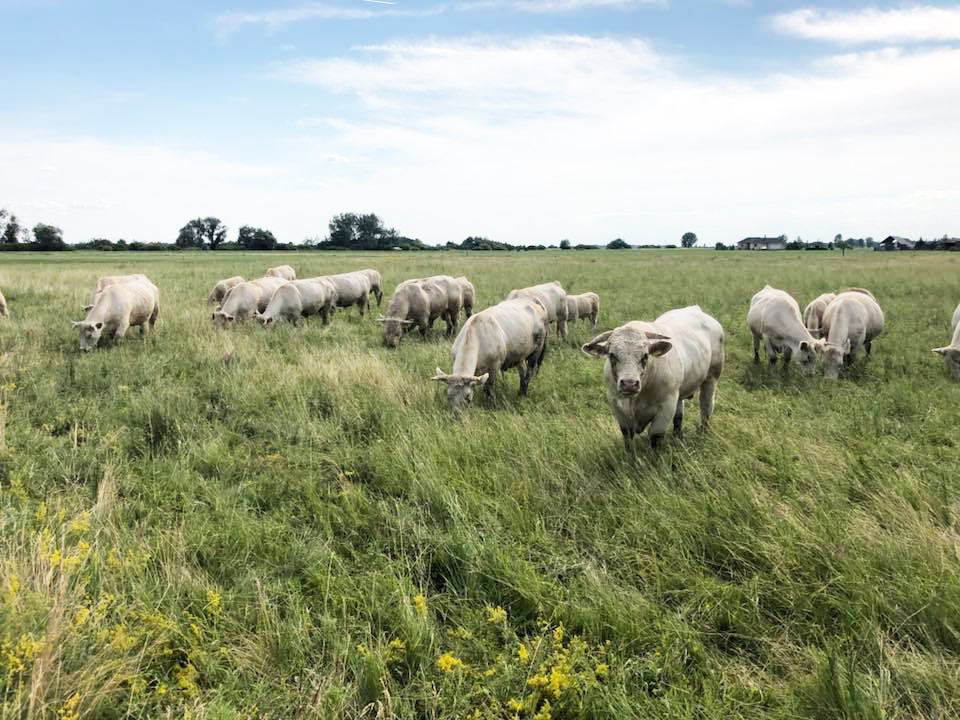 A Nyakas Charolais tenyészetből, tenyészüszők és tenyészbikák eladók.