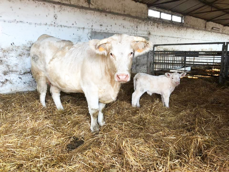 A Nyakas Charolais tenyészetből, tenyészüszők és tenyészbikák eladók.