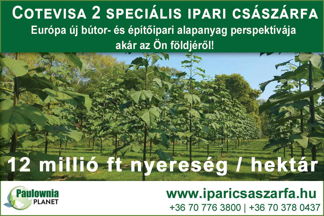 IPARI CSÁSZÁRFA, Paulownia Cotevisa2 Kínai Császárfa; 