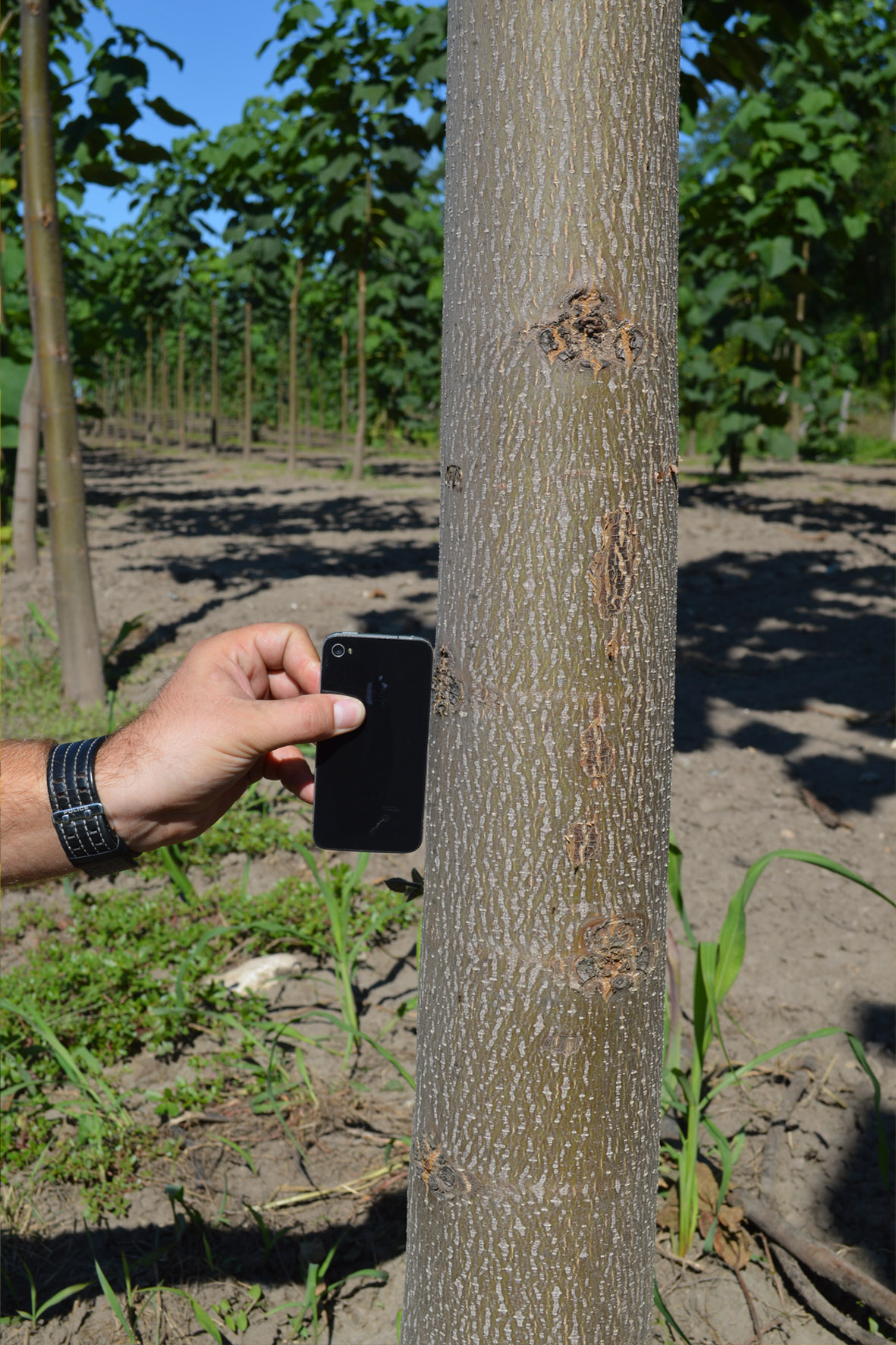 IPARI CSÁSZÁRFA, Paulownia Cotevisa2 Kínai Császárfa; 