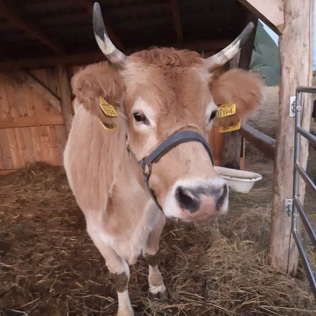 Ásványi anyag pótlás