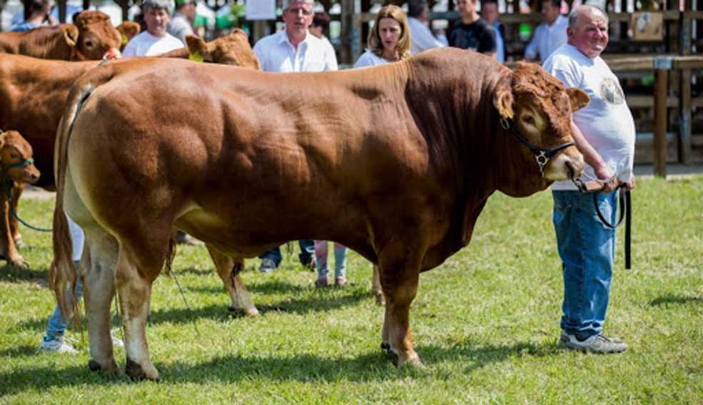 limousin törzstenyészetéből kiváló genetikával rendelkező pedigrés tenyészbikák