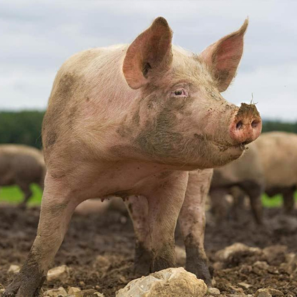 Változatlan feltételekkel folytatódhat 2021 után is a tenyészkoca állatjóléti támogatási program