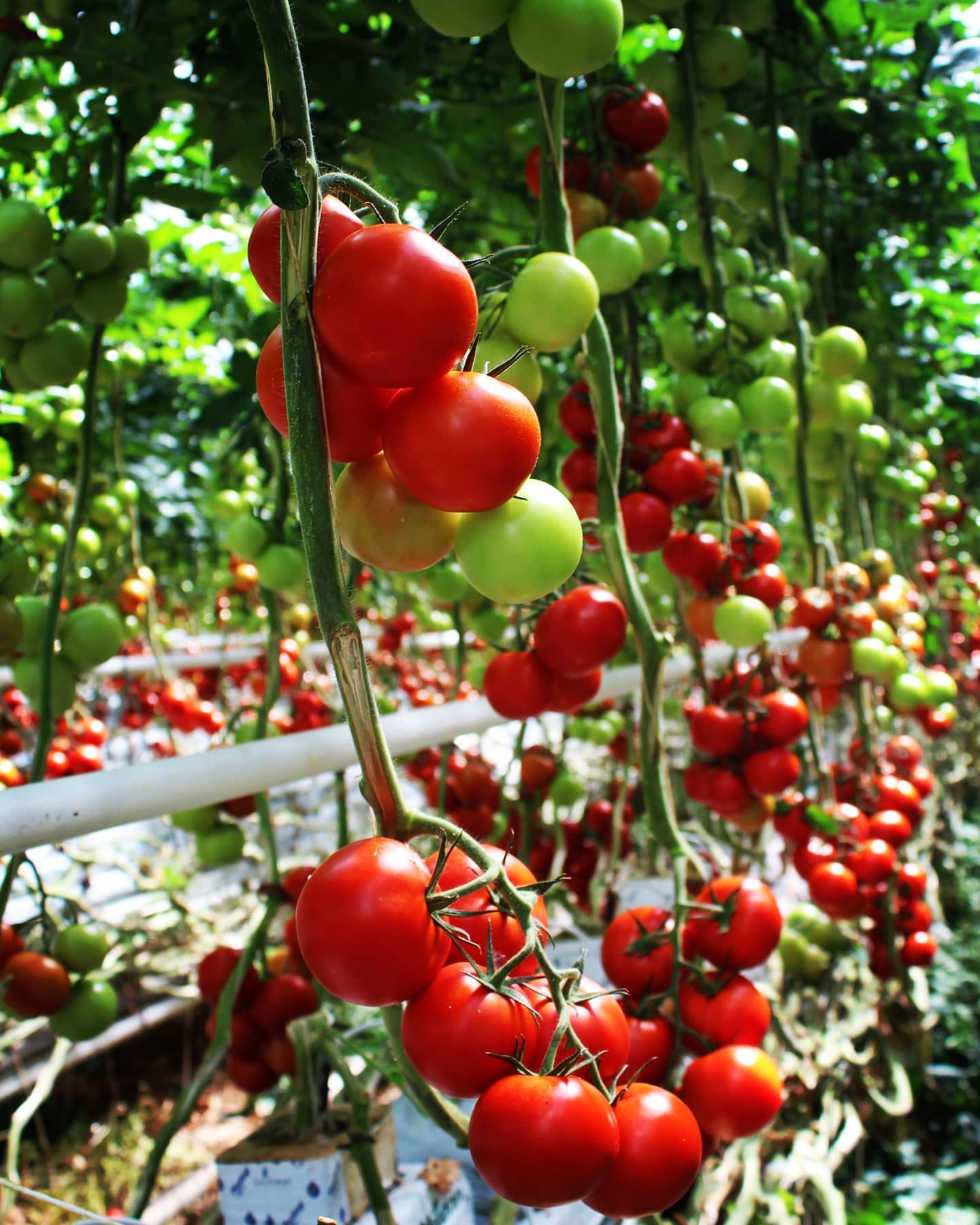 PALÁNTA, ZÖLDSÉGPALÁNTA, PALÁNTA, PARADICSOM PALÁNTA, PAPRIKA PALÁNTA, UBORKA PALÁNTA, SALÁTA PALÁNTA,
					  DINNYE PALÁNTA, ZELLER pALÁNTA, KÁPOSZTA PALÁNTA, Az Árpád-Agrár Zrt.; 9x6