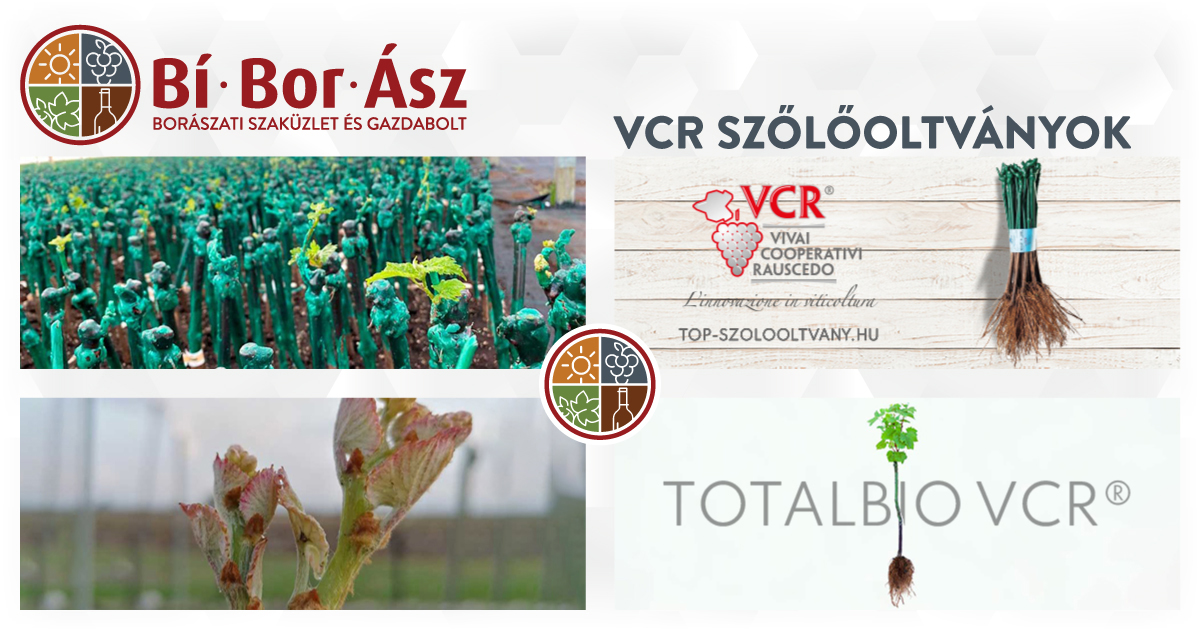 Borászati Szaküzlet Bí-Bor-Ász Kft.; fekvő