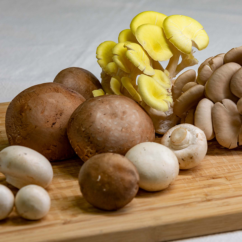 Bio-Fungi Kft. Mezőgazdasági melléktermékből szuperélelmiszer
