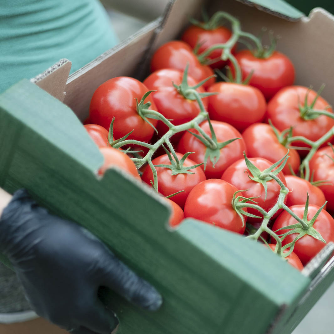 PAPRIKA,  PARADICSOM, TERMELŐ, MINŐSÉG, Délalföldi Kertészek Szövetkezete; álló