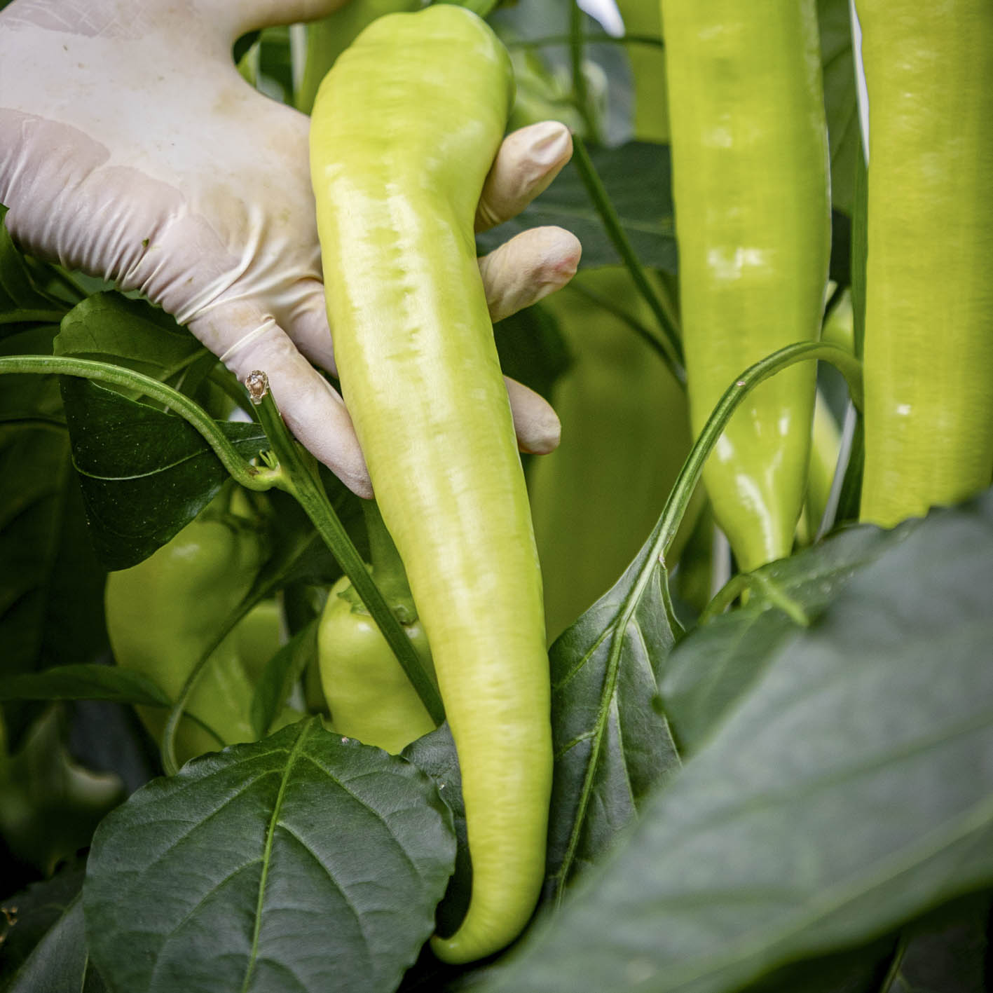 PAPRIKA,  PARADICSOM, TERMELŐ, MINŐSÉG, Délalföldi Kertészek Szövetkezete; álló