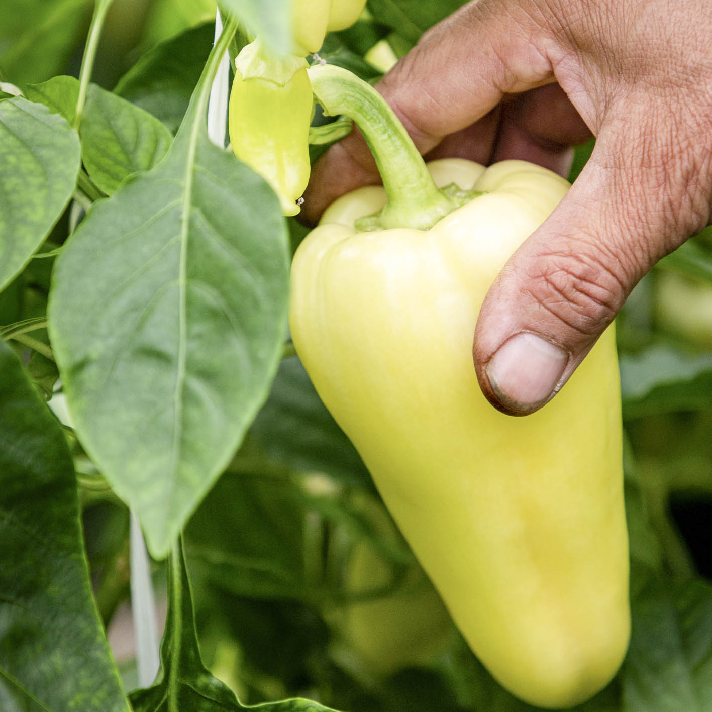 PAPRIKA,  PARADICSOM, TERMELŐ, MINŐSÉG, Délalföldi Kertészek Szövetkezete; álló