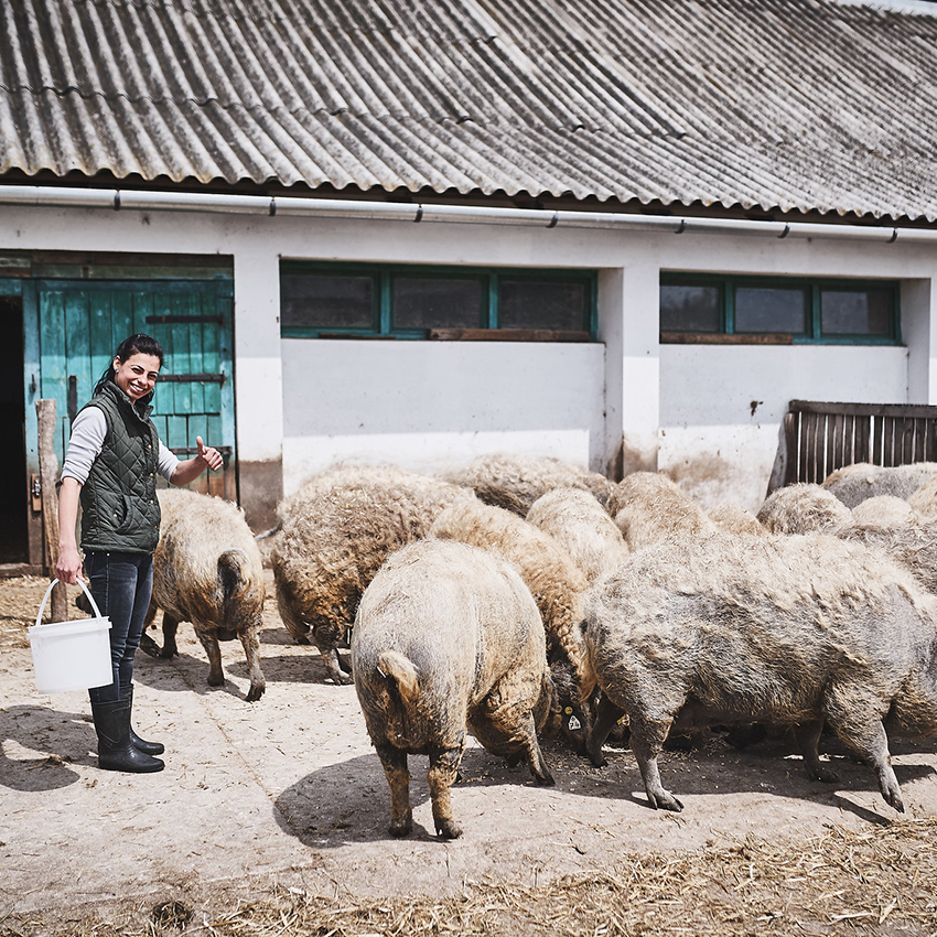 ﻿Fekete Zsóka Mangalica Farm
