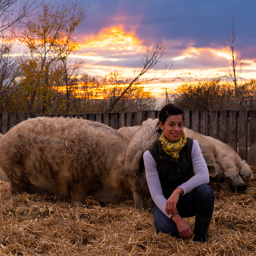 ﻿Fekete Zsóka Mangalica Farm