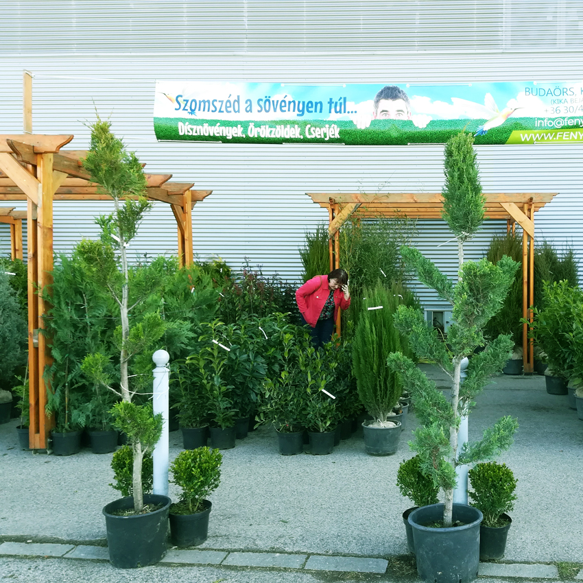 KERT, DÍSZNÖVÉNYEK, ÖRÖKZÖLDEK, CSERJÉK, GYÜMÖLCSFÁK, Fenyő kert - HORTUSVITaE Kft.; negyed