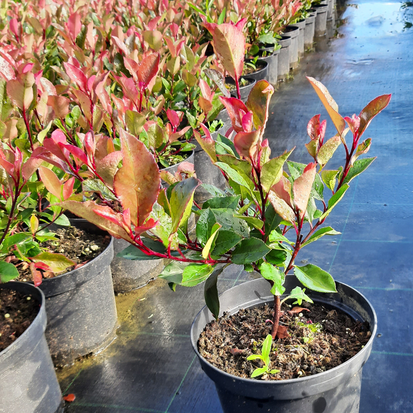 KERT, DÍSZNÖVÉNYEK, ÖRÖKZÖLDEK, CSERJÉK, GYÜMÖLCSFÁK, Fenyő kert - HORTUSVITaE Kft.; negyed